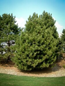 Сосна Чёрная (Pinus Nigra) купить по цене от 270.00р. в интернет-магазине «Посадика» с доставкой почтой в в Дивногорске и по всей России – [изображение №1].