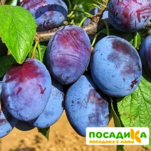 Слива Чачакская ранняя купить по цене от 229.00р. в интернет-магазине «Посадика» с доставкой почтой в в Дивногорске и по всей России – [изображение №1].