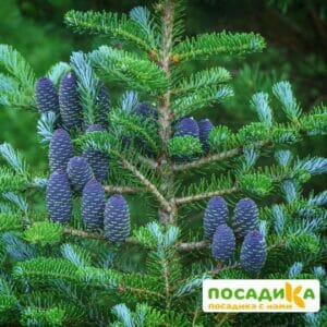 Пихта корейская (Abies koreana) купить по цене от 450.00р. в интернет-магазине «Посадика» с доставкой почтой в в Дивногорске и по всей России – [изображение №1].