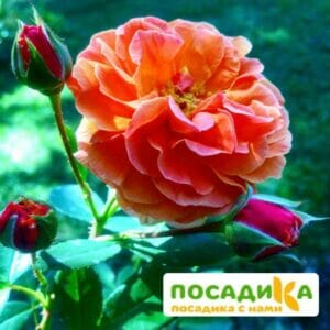 Роза Арабия купить по цене от 350.00р. в интернет-магазине «Посадика» с доставкой почтой в в Дивногорске и по всей России – [изображение №1].