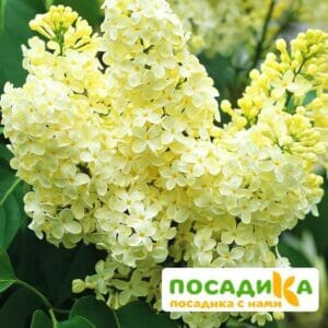 Сирень Примроуз (Primrose) купить по цене от 529.00р. в интернет-магазине «Посадика» с доставкой почтой в в Дивногорске и по всей России – [изображение №1].