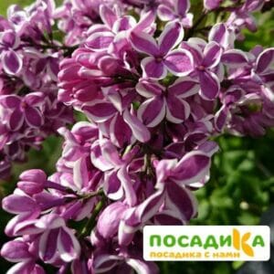 Сирень Сенсация купить по цене от 529.00р. в интернет-магазине «Посадика» с доставкой почтой в в Дивногорске и по всей России – [изображение №1].