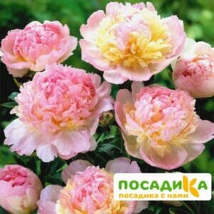 Пион Распберри Сандей (Paeonia Raspberry Sundae) купить по цене от 959р. в интернет-магазине «Посадика» с доставкой почтой в в Дивногорске и по всей России – [изображение №1].