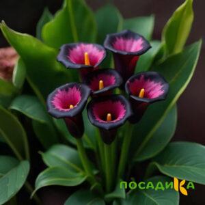 Калла Аура Лейс купить по цене от 400р. в интернет-магазине «Посадика» с доставкой почтой в в Дивногорске и по всей России – [изображение №1].