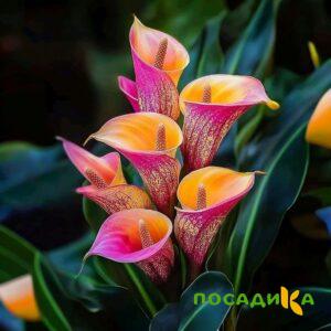 Калла Оникс купить по цене от 450р. в интернет-магазине «Посадика» с доставкой почтой в в Дивногорске и по всей России – [изображение №1].