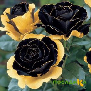 Роза Ханни Сикл купить по цене от 700р. в интернет-магазине «Посадика» с доставкой почтой в в Дивногорске и по всей России – [изображение №1].