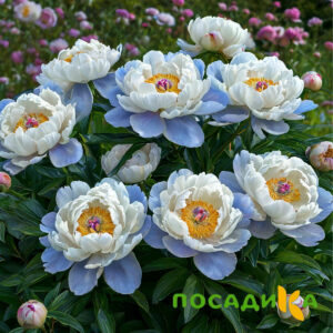 Пион акварельный Этюд купить по цене от 806р. в интернет-магазине «Посадика» с доставкой почтой в в Дивногорске и по всей России – [изображение №1].