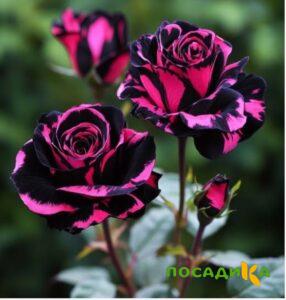 Роза Багровый Шепот купить по цене от 366р. в интернет-магазине «Посадика» с доставкой почтой в в Дивногорске и по всей России – [изображение №1].