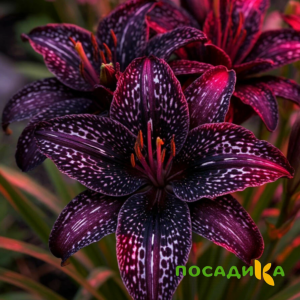 Лилейник Вояж купить по цене от 699р. в интернет-магазине «Посадика» с доставкой почтой в в Дивногорске и по всей России – [изображение №1].