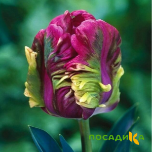 Тюльпан Экзотик Хэвен купить по цене от 186р. в интернет-магазине «Посадика» с доставкой почтой в в Дивногорске и по всей России – [изображение №1].