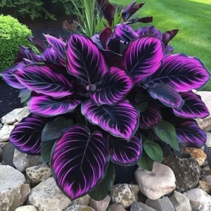 Хоста Люминоза купить по цене от 450р. в интернет-магазине «Посадика» с доставкой почтой в в Дивногорске и по всей России – [изображение №1].