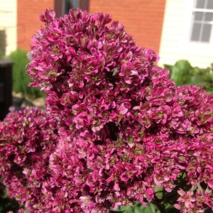 Флокс Филингс купить по цене от 329р. в интернет-магазине «Посадика» с доставкой почтой в в Дивногорске и по всей России – [изображение №1].