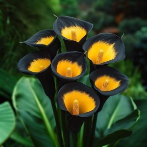 Калла Легато купить по цене от 620р. в интернет-магазине «Посадика» с доставкой почтой в в Дивногорске и по всей России – [изображение №1].