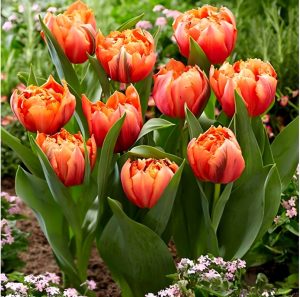 Тюльпан Гудошник Дабл купить по цене от 185р. в интернет-магазине «Посадика» с доставкой почтой в в Дивногорске и по всей России – [изображение №1].