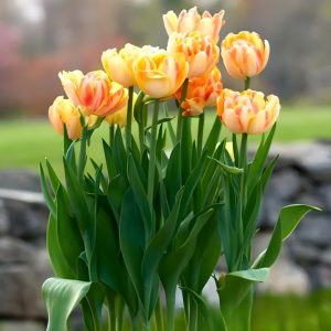 Тюльпан Верона Санрайз купить по цене от 280р. в интернет-магазине «Посадика» с доставкой почтой в в Дивногорске и по всей России – [изображение №1].