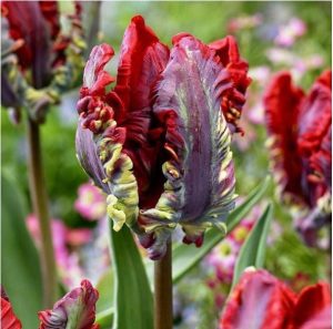 Тюльпан Рококо купить по цене от 350р. в интернет-магазине «Посадика» с доставкой почтой в в Дивногорске и по всей России – [изображение №1].