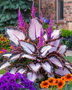 Хоста Кримэн Дрим купить по цене от 549р. в интернет-магазине «Посадика» с доставкой почтой в в Дивногорске и по всей России – [изображение №1].