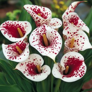 Калла Эмпайр купить по цене от 302р. в интернет-магазине «Посадика» с доставкой почтой в в Дивногорске и по всей России – [изображение №1].