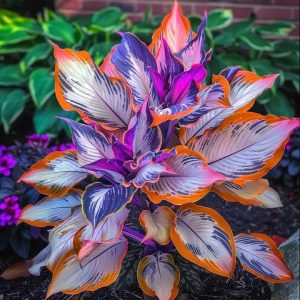 Хоста Эмеральд Тиара купить по цене от 602р. в интернет-магазине «Посадика» с доставкой почтой в в Дивногорске и по всей России – [изображение №1].