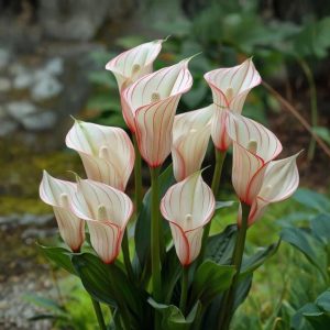 Калла Глейшер купить по цене от 299р. в интернет-магазине «Посадика» с доставкой почтой в в Дивногорске и по всей России – [изображение №1].