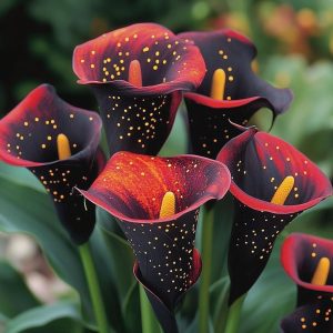 Калла Нуар купить по цене от 299р. в интернет-магазине «Посадика» с доставкой почтой в в Дивногорске и по всей России – [изображение №1].