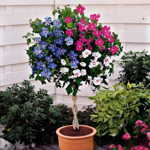 Гибискус-Дерево Триколор купить по цене от 289р. в интернет-магазине «Посадика» с доставкой почтой в в Дивногорске и по всей России – [изображение №1].