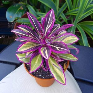 Хоста Сильвер Стик купить по цене от 650р. в интернет-магазине «Посадика» с доставкой почтой в в Дивногорске и по всей России – [изображение №1].