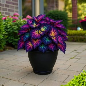 Хоста Фрости Блю купить по цене от 389р. в интернет-магазине «Посадика» с доставкой почтой в в Дивногорске и по всей России – [изображение №1].