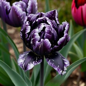 Тюльпан Индиго купить по цене от 600р. в интернет-магазине «Посадика» с доставкой почтой в в Дивногорске и по всей России – [изображение №1].