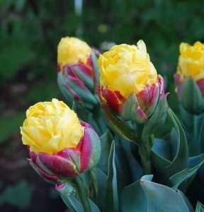 Тюльпан Айс Крим Банана купить по цене от 360р. в интернет-магазине «Посадика» с доставкой почтой в в Дивногорске и по всей России – [изображение №1].