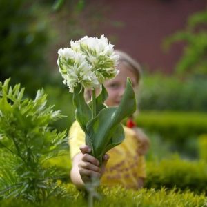 Тюльпан Супер Пэррот купить по цене от 360р. в интернет-магазине «Посадика» с доставкой почтой в в Дивногорске и по всей России – [изображение №1].