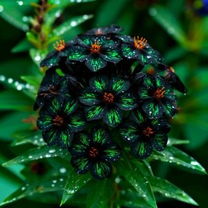 Флокс Ривьера купить по цене от 299р. в интернет-магазине «Посадика» с доставкой почтой в в Дивногорске и по всей России – [изображение №1].