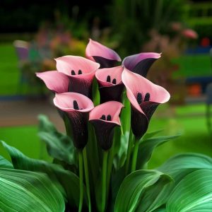 Калла Энигма купить по цене от 291р. в интернет-магазине «Посадика» с доставкой почтой в в Дивногорске и по всей России – [изображение №1].