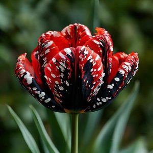 Тюльпан Вельвет Файер купить по цене от 394р. в интернет-магазине «Посадика» с доставкой почтой в в Дивногорске и по всей России – [изображение №1].