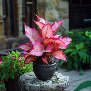 Хоста Розовая Симфония купить по цене от 800р. в интернет-магазине «Посадика» с доставкой почтой в в Дивногорске и по всей России – [изображение №1].