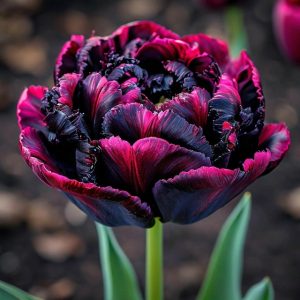 Тюльпан Фламинго купить по цене от 500р. в интернет-магазине «Посадика» с доставкой почтой в в Дивногорске и по всей России – [изображение №1].