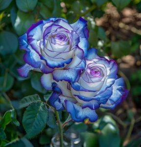 Роза Пэтолз Хоуп купить по цене от 333р. в интернет-магазине «Посадика» с доставкой почтой в в Дивногорске и по всей России – [изображение №1].