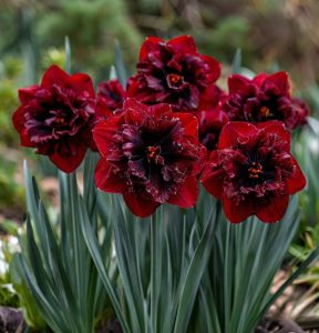 Нарцисс Сапфировый Бриз купить по цене от 3000р. в интернет-магазине «Посадика» с доставкой почтой в в Дивногорске и по всей России – [изображение №1].