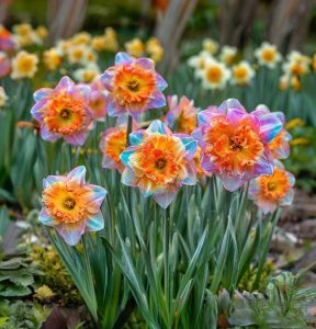 Нарцисс Айвери Дон купить по цене от 3000р. в интернет-магазине «Посадика» с доставкой почтой в в Дивногорске и по всей России – [изображение №1].