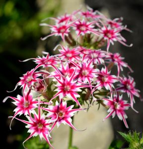 Флокс Метельчатый Путь купить по цене от 456р. в интернет-магазине «Посадика» с доставкой почтой в в Дивногорске и по всей России – [изображение №1].