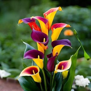 Калла Кристалл купить по цене от 450р. в интернет-магазине «Посадика» с доставкой почтой в в Дивногорске и по всей России – [изображение №1].