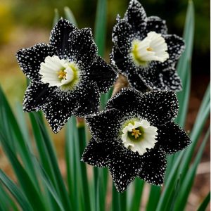 Нарцисс Кассата купить по цене от 372р. в интернет-магазине «Посадика» с доставкой почтой в в Дивногорске и по всей России – [изображение №1].