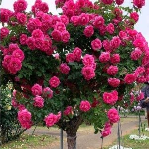 Роза Версаля купить по цене от 232р. в интернет-магазине «Посадика» с доставкой почтой в в Дивногорске и по всей России – [изображение №1].