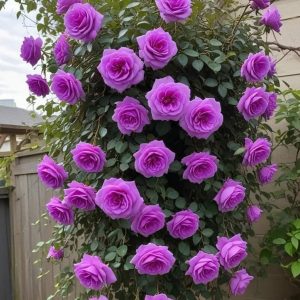 Роза Мистик Уайт купить по цене от 620р. в интернет-магазине «Посадика» с доставкой почтой в в Дивногорске и по всей России – [изображение №1].