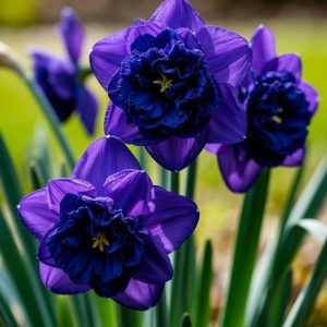 Нарцисс Арт Нуво купить по цене от 378р. в интернет-магазине «Посадика» с доставкой почтой в в Дивногорске и по всей России – [изображение №1].