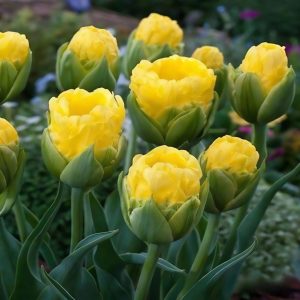 Тюльпан махровый Ванила Коп купить по цене от 159р. в интернет-магазине «Посадика» с доставкой почтой в в Дивногорске и по всей России – [изображение №1].