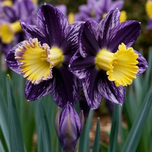 Нарцисс Акропоис купить по цене от 382р. в интернет-магазине «Посадика» с доставкой почтой в в Дивногорске и по всей России – [изображение №1].