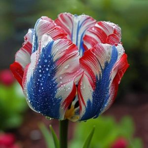 Тюльпан Ремс Сенсейшн купить по цене от 219р. в интернет-магазине «Посадика» с доставкой почтой в в Дивногорске и по всей России – [изображение №1].