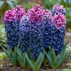 Гиацинт Блю Спринг купить по цене от 2099р. в интернет-магазине «Посадика» с доставкой почтой в в Дивногорске и по всей России – [изображение №1].