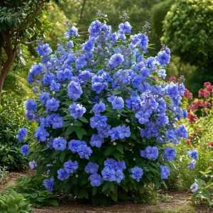 Гибискус Сансет Блоссом купить по цене от 248р. в интернет-магазине «Посадика» с доставкой почтой в в Дивногорске и по всей России – [изображение №1].